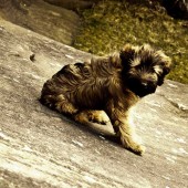 lulu-looking-windswept